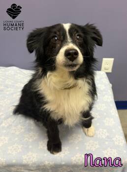 Australian Shepherd Dogs Available for Adoption - Nana | PetCurious