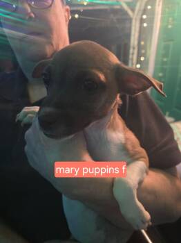 Chihuahua Dogs Available for Adoption - Mary Puppins  | PetCurious