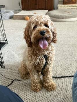 Goldendoodle Dogs Available for Adoption - Apollo | PetCurious
