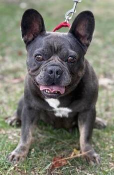 Sparrow -  French Bulldog Dog for Adoption in Malvern, Pennsylvania - Sparrow | PetCurious