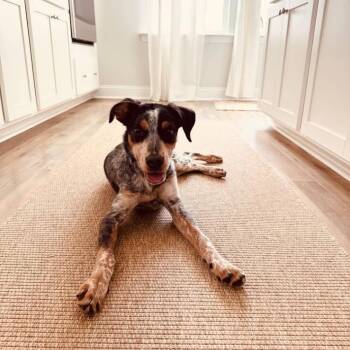 Roo -  Australian Cattle Dog Blue Heeler and Mixed Breed Dog for Adoption in North Charleston, South Carolina - Roo | PetCurious