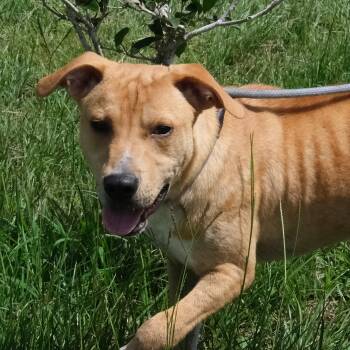 Waffles -  Hound Dog for Adoption in Winnabow, North Carolina - Waffles | PetCurious