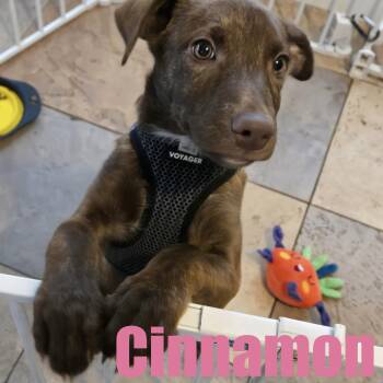 Cinnamon -  Terrier and Retriever Dog for Adoption in Ellicott City, Maryland - Cinnamon | PetCurious