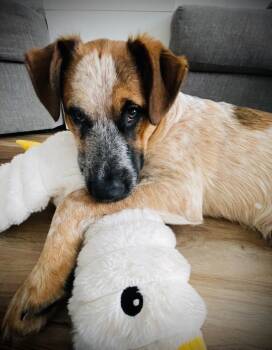 Australian Cattle Dog Blue Heeler Dogs Available for Adoption - Leonard (Big Bang Theory Litter) | PetCurious