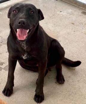 Pookie -  Cattle Dog and Labrador Retriever Dog for Adoption in Fort Lupton, Colorado - Pookie | PetCurious