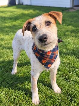 Nacho -  Mixed Breed Dog for Adoption in Wooster, Ohio - Nacho | PetCurious