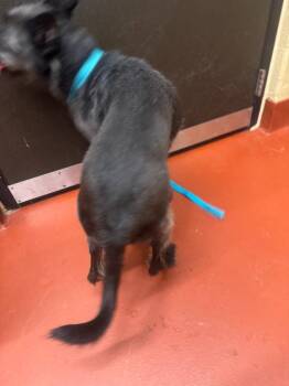 Mixed Breed Dogs Available for Adoption - Dawn | PetCurious