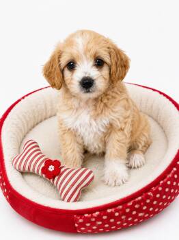 Miniature Poodle and Terrier Dogs Available for Adoption in Corona, California - Elowen | PetCurious