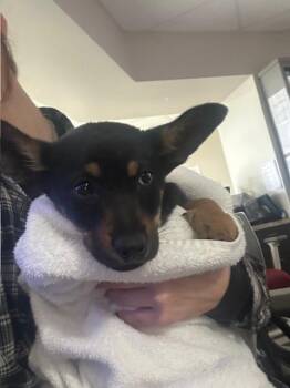 BUMBLE BEE -  German Shepherd Dog and Mixed Breed Dog for Adoption in Pasadena, Texas - BUMBLE BEE | PetCurious