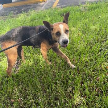 Gloria -  Mixed Breed Dog for Adoption in Lake Jackson, Texas - Gloria | PetCurious