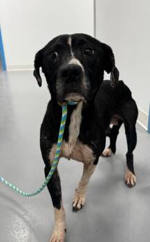 Rescue American Staffordshire Terrier Dogs for Adoption in Hartsville, South Carolina - 25-1537 | PetCurious