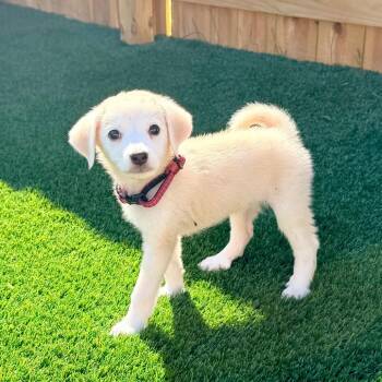 Fifa -  Golden Retriever Dog for Adoption in La Grange, Kentucky - Fifa | PetCurious
