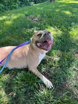 Nina -  Mixed Breed Dog for Adoption in Cincinnati, Ohio - Nina | PetCurious