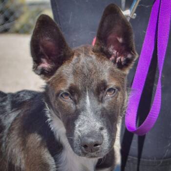 Mochi -  Australian Kelpie and German Shepherd Dog Dog for Adoption in Huntley, Illinois - Mochi | PetCurious