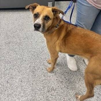 Duncan -  Mixed Breed Dog for Adoption in Converse, Texas - Duncan | PetCurious