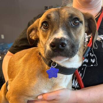 Mixed Breed and Terrier Dogs Available for Adoption - Brownie | PetCurious