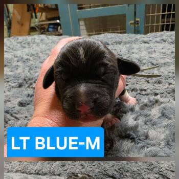 Franklin II -  Bluetick Coonhound and Pit Bull Terrier Dog for Adoption in Chesapeake, Virginia - Franklin II | PetCurious