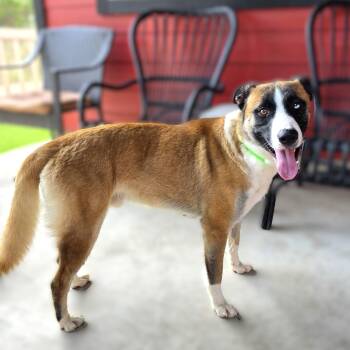 Odin -  German Shepherd Dog and Belgian Shepherd Malinois Dog for Adoption in Austin, Texas - Odin | PetCurious