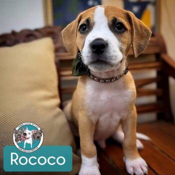 Rococo Tulip -  American Staffordshire Terrier and Labrador Retriever Dog for Adoption in Friendswood, Texas - Rococo Tulip | PetCurious
