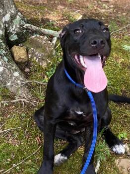 Mastie -  Mixed Breed Dog for Adoption in Taycheedah, Wisconsin - Mastie | PetCurious