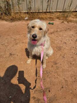 Millie -  Labradoodle Dog for Adoption in Roosevelt, Utah - Millie | PetCurious