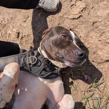 Puffy -  German Shorthaired Pointer Dog for Adoption in Anderson, Texas - Puffy | PetCurious