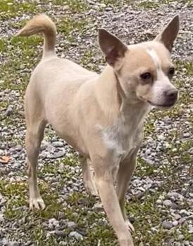Niko -  Chihuahua Dog Available for Adoption in Polson, Montana - Niko | PetCurious