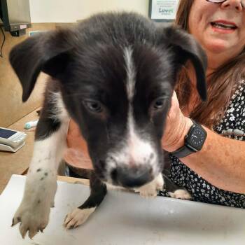 German shep mix puppies -  German Shepherd Dog and Black Labrador Retriever Dog for Adoption in Tonopah, Arizona - German Shep Mix Puppies | PetCurious