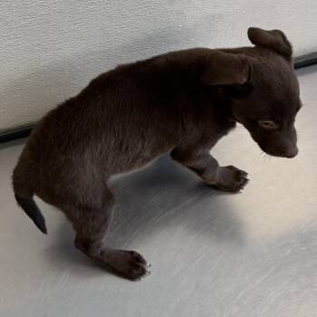 Righty -  Mixed Breed Dog for Adoption in Las Cruces, New Mexico - Righty | PetCurious