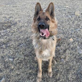German Shepherd Dog Dogs Available for Adoption in Denver, Colorado - Freddy | PetCurious
