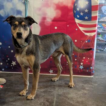 Rescue Shepherd and Mixed Breed Dogs for Adoption in Show Low, Arizona - J.J | PetCurious