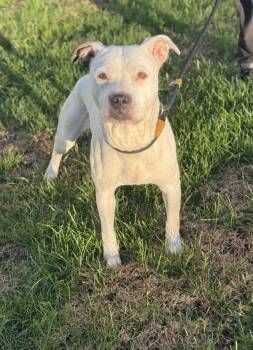 Rescue Pit Bull Terrier Dogs for Adoption in Lancaster, Ohio - Pip | PetCurious