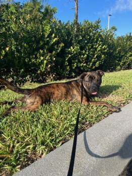 LOKI -  Boxer and Mixed Breed Dog for Adoption in Fort Myers, Florida - LOKI | PetCurious