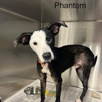 Phantom -  Mixed Breed Dog for Adoption in Knoxville, Tennessee - Phantom | PetCurious