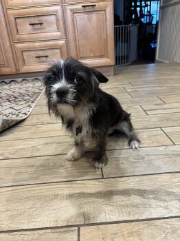 French Bulldog and Maltese Dogs Available for Adoption - Buster  | PetCurious