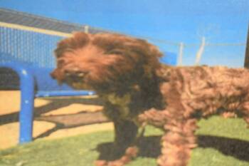 Toto (A11471) -  Poodle Dog for Adoption in Pahrump, Nevada - Toto (A11471) | PetCurious
