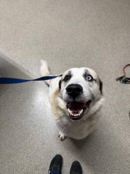 Odin -  Great Pyrenees and Siberian Husky Dog for Adoption in Pequot Lakes, Minnesota - Odin | PetCurious