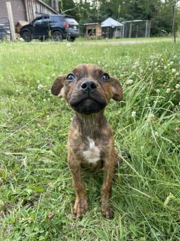 Terrier Dogs Available for Adoption in Newnan, Georgia - Echo | PetCurious