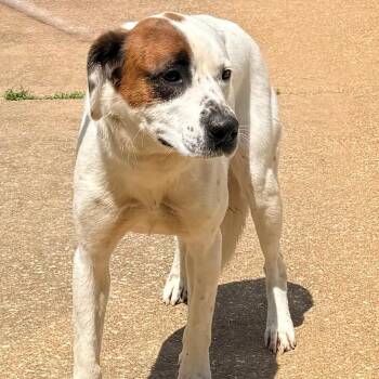 Tidwell -  Mixed Breed Dog for Adoption in Corinth, Mississippi - Tidwell | PetCurious