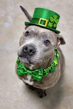 Mixed Breed Dogs Available for Adoption - Ellie Mae | PetCurious