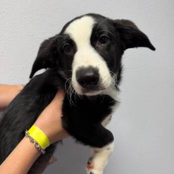 Mixed Breed and Border Collie Dogs Available for Adoption in Idaho Falls, Idaho - Austin | PetCurious