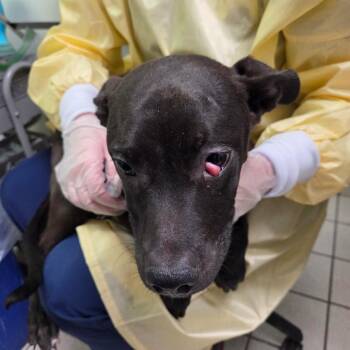 Mixed Breed Dogs Available for Adoption - Shivers | PetCurious