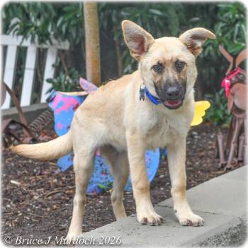 Haven -  Shepherd Dog for Adoption in Wake Forest, North Carolina - Haven | PetCurious