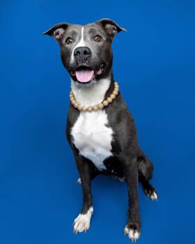 Tulip -  Mixed Breed Dog Available for Adoption in Oak Park, Michigan - Tulip | PetCurious