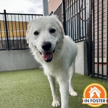 Priscilla -  Great Pyrenees and Mixed Breed Dog for Adoption in Merriam, Kansas - Priscilla | PetCurious
