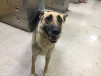 Rescue German Shepherd Dog Dogs for Adoption in Riverside, California - MOLLY | PetCurious