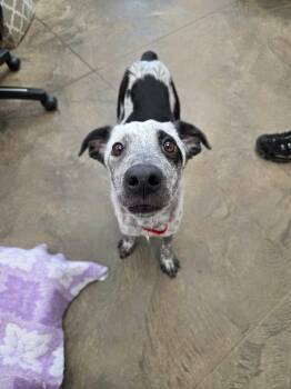 Ed -  Australian Cattle Dog Blue Heeler and Border Collie Dog for Adoption in Roosevelt, Utah - Ed | PetCurious
