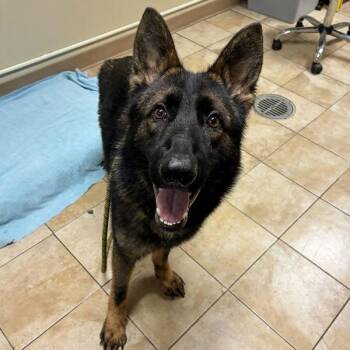 German Shepherd Dog Dogs Available for Adoption in Troutdale, Oregon - Linus Van Pelt (mcas) | PetCurious