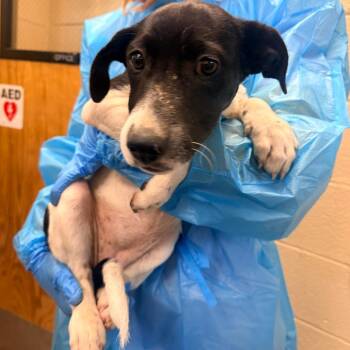 Gloria -  Mixed Breed Dog for Adoption in Corinth, Mississippi - Gloria | PetCurious