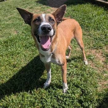 Shepherd Dogs Available for Adoption - Celes | PetCurious